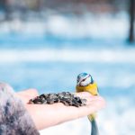 Yellow and blue bird, perched on a hand that holds seeds. Against a snowy backdrop.