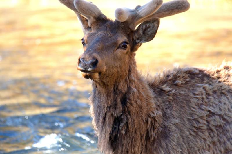 Elk standing against a mountainous backdrop, symbolic of Slow TV.